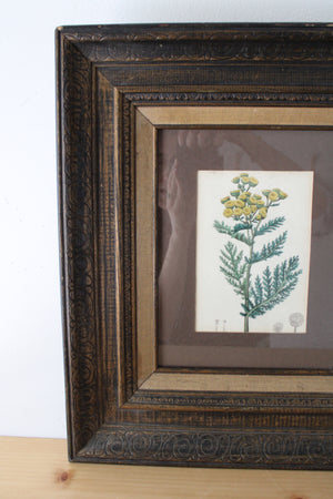 Yellow Botanical Flower Framed Print | 14X16