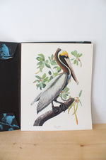 The Audubon Folio "30 Great Bird Paintings" Prints