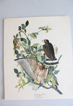 The Audubon Folio "30 Great Bird Paintings" Prints