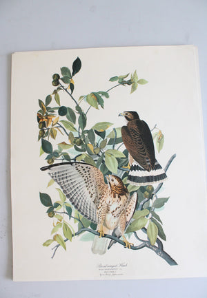 The Audubon Folio "30 Great Bird Paintings" Prints