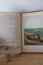 The Nature Library "Animals" By Ernest Thompson Seton