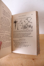 Wood's Object Lessons In Botany By Alfonso Wood PH.D.